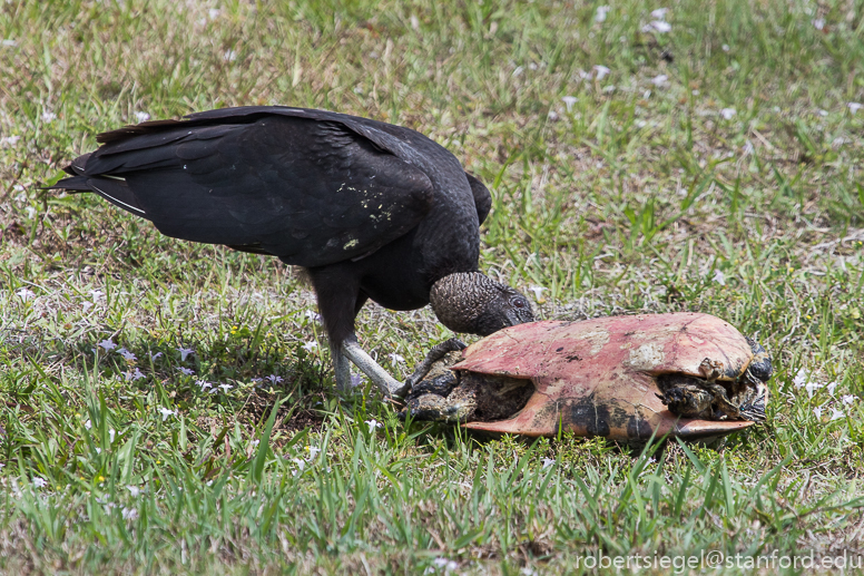 vulture and turtle